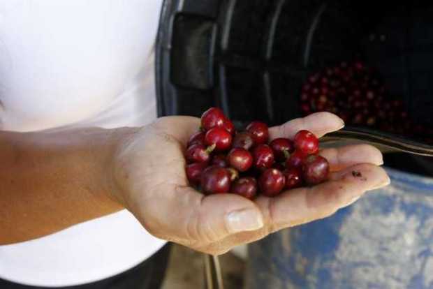 Cafetero buscan cautivar a jóvenes con clases de barismo y cata