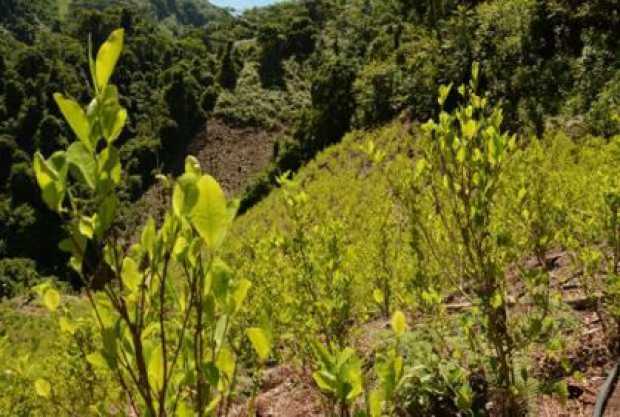 Gobierno asegura que erradicó 130.000 hectáreas de coca en el 2020