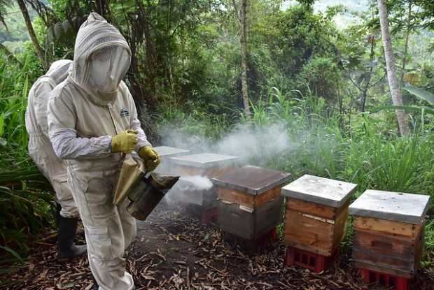 Corte pide estudiar impacto de insecticidas en abejas