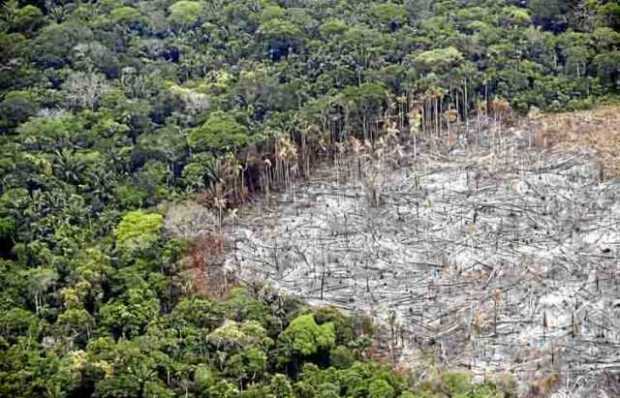Terreno de selva deforestado en el Parque Nacional Natural Tinigua, en el departamento del Meta.