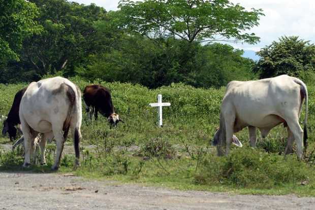 34.000 bovinos  muertas por temporada seca en Colombia 