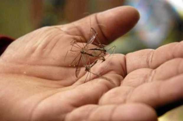 23 muertes probables por dengue en Colombia