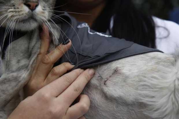 Por primera vez en Colombia, implantan marcapaso en un felino 