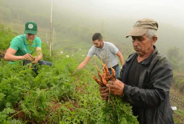 Vegetable, alternativa de cultivos saludables en Manizales