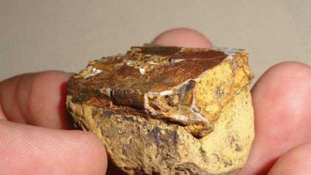 Descubren fósiles de reptil volador de hace 135 millones de años en Santander