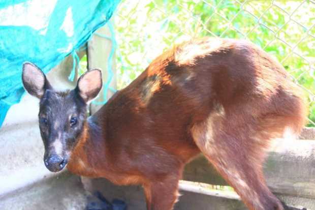 Recuperan venado en Manzanares