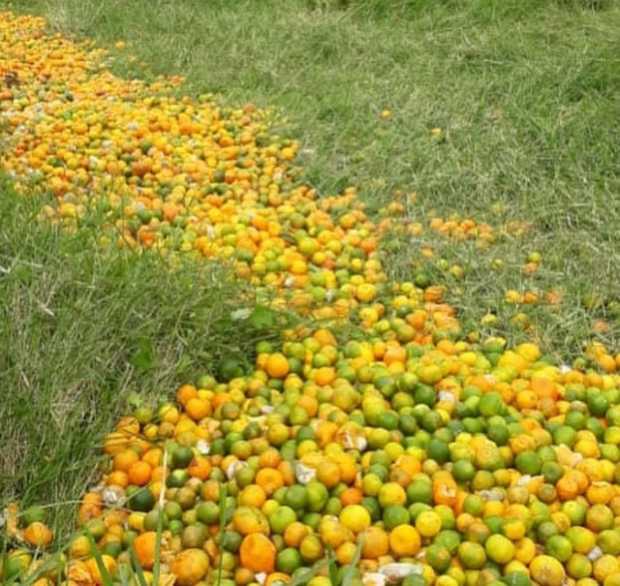 Citricultores se quejan por pérdida de su cosecha