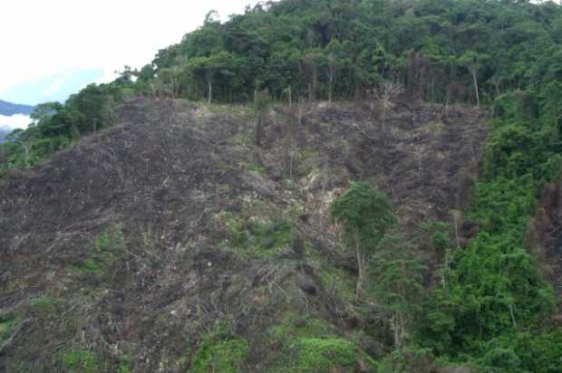 Colombia perdió 158.894 hectáreas de bosques en el 2019 por la deforestación