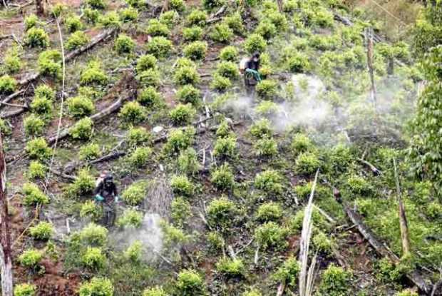 Según el informe divulgado ayer por la UNODC, los departamentos donde más se redujeron las hectáreas sembradas de coca el año pa
