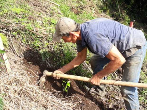 Siembran árboles en Aranzazu Siembran árboles en Aranzazu