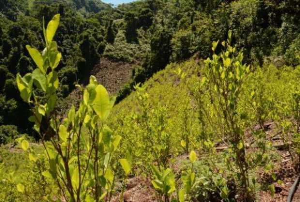 Hectáreas sembradas de coca en Colombia se redujeron un 9 % en el 2019