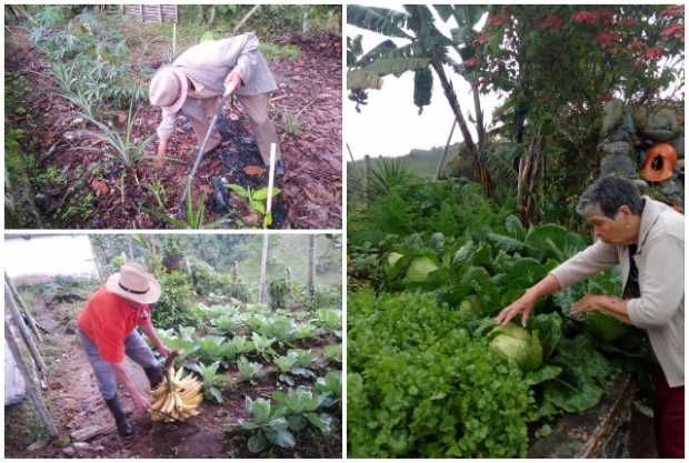 Siembran su experiencia en la huerta del ancianato en Aranzazu