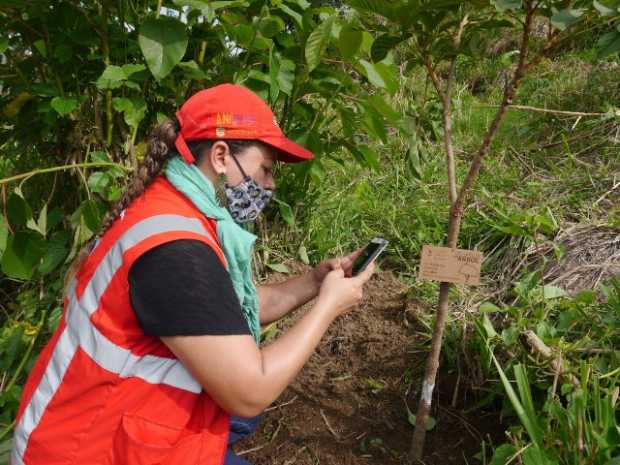 Pague el peaje en Autopistas del Café y adopte un árbol