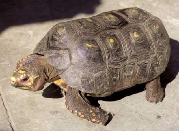 Esta es la tortuga que sorprendió en Salamina. 