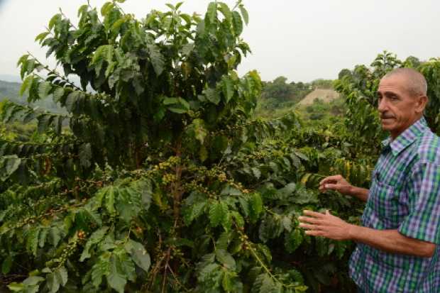 Recoleccion de café, con mano de obra local