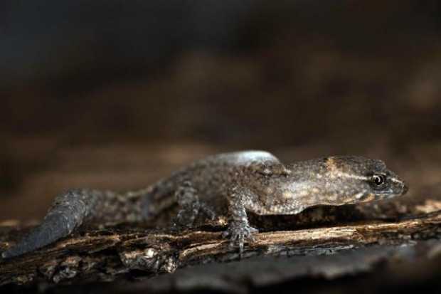 El lagarto más pequeño del mundo habita en Colombia 
