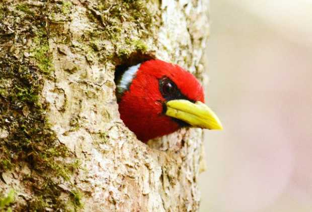 torito cabecirrojo (Eubucco bourcierii)