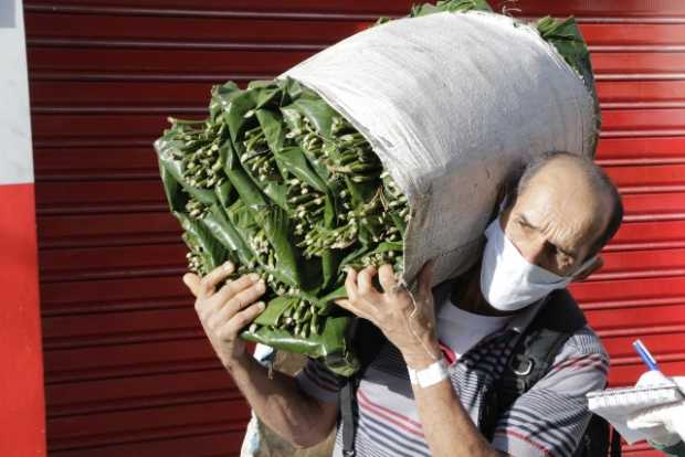 Álvaro Ospina madruga a vender sus hojas de congo. Carga 40 atados desde Minitas, en San Peregrino.