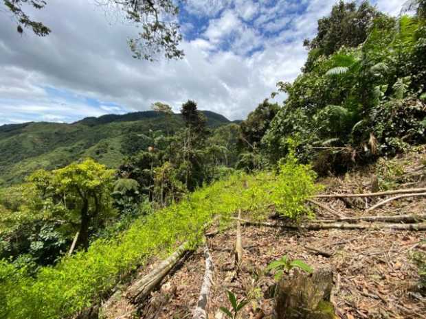 De nuevo hallaron cultivo de coca en Samaná