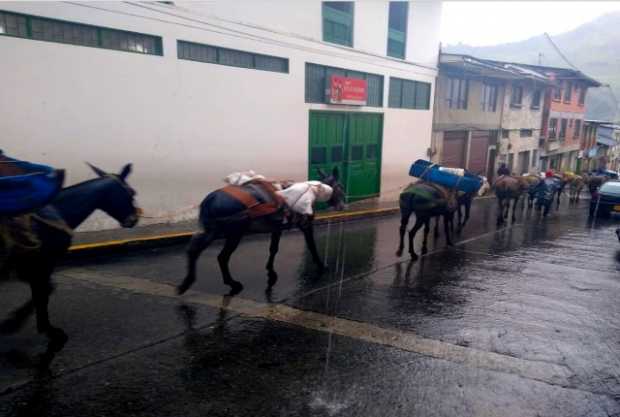 Siguen las recuas en Pensilvania Siguen las recuas en Pensilvania