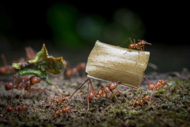 Belleza biodiversa, ganadores del XIV Concurso de Fotografía Ambiental de Corpocaldas y Chec