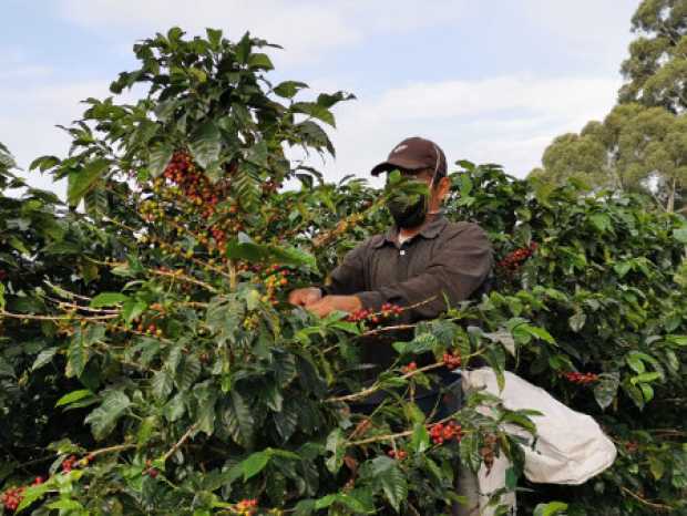 Cosecha se prolongaría hasta diciembre