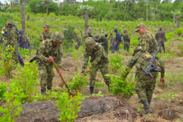 Colombia supera total de hectáreas de coca erradicadas que en 2019