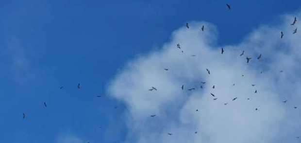 Espectáculo en el cielo de Manizales: migración de gavilanes