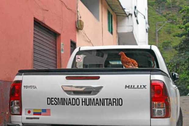 Gallina en desminado