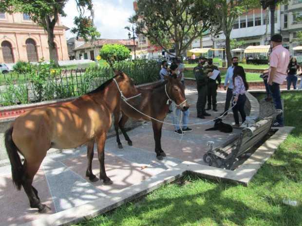 Equinos sueltos en Riosucio