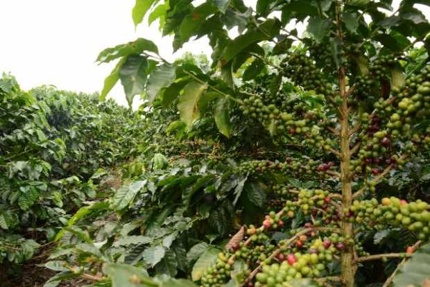 Desciende la producción de café entre enero y agosto