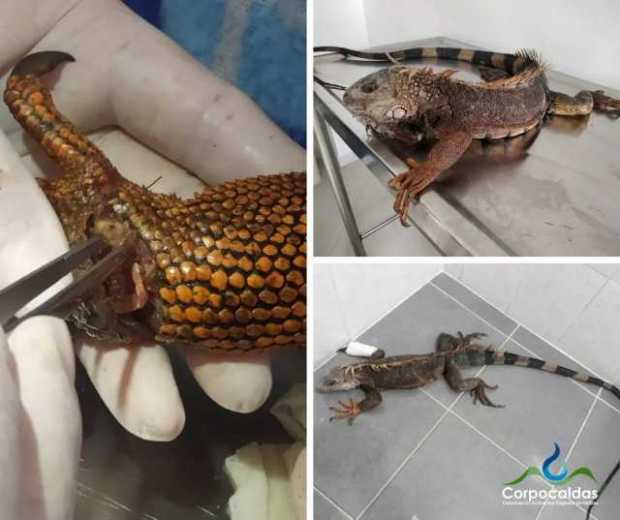 Rescatan a iguana en vía entre Manizales y Medellín Rescatan a iguana en vía entre Manizales y Medellín