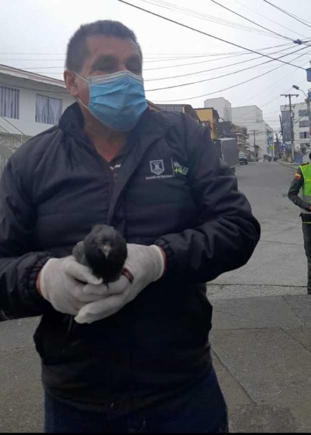 Alarmados por muerte de palomas en Chipre