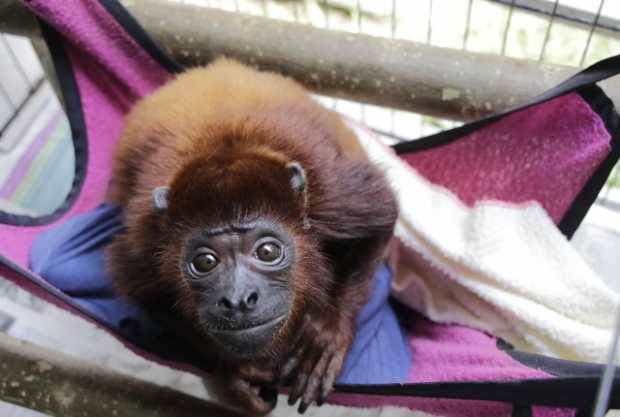 Centros de fauna silvestre de Corpocaldas: otra oportunidad para la libertad