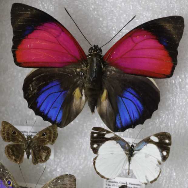 Les dan alas para investigar: Centro de Museos de la U. de Caldas recibe colección de insectos