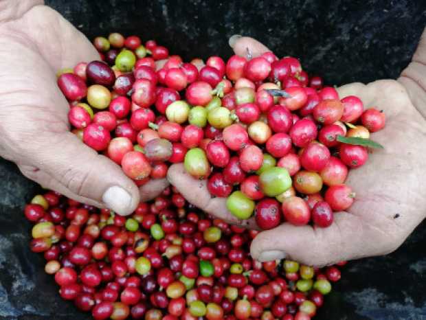 Cafeteros de Colombia deberán ser sostenibles en el 2027