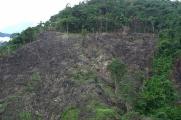 Colombia busca ampliar programa contra la deforestación con apoyo de Noruega