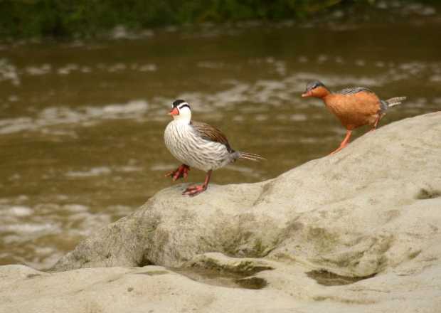 La ruta del pato de torrente en el río Chinchiná