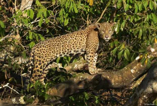 Fotografía cedida por WWF que muestra un jaguar (Panthera onca) en la región de Pantanal (Brasil).