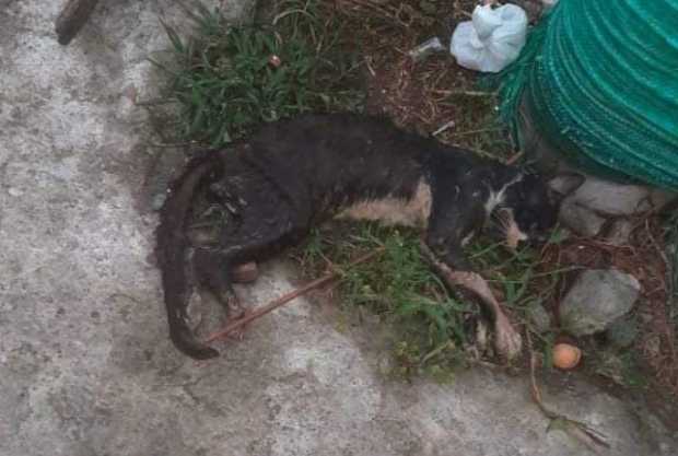 Indignación por muerte de gatos en Anserma y Pácora (Caldas)