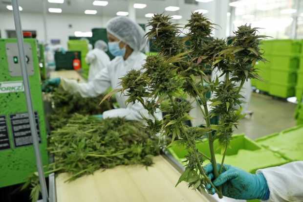 Una empresa que apuesta fuerte por el negocio de la marihuana medicinal es Clever Leaves, que se afincó en Pesca (Boyacá), en do