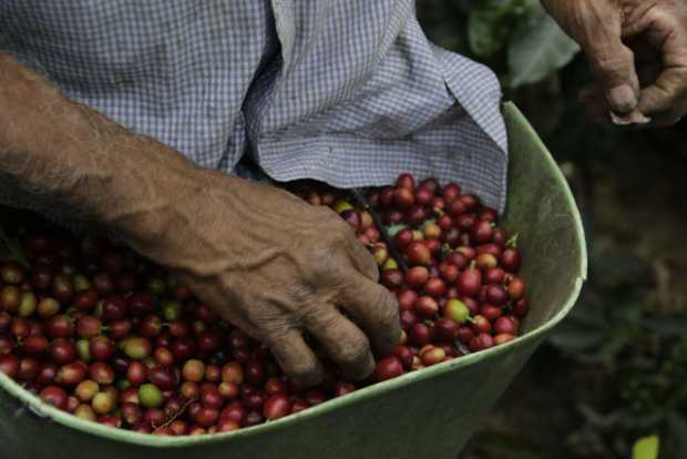 Los retos a los que se enfrenta el café