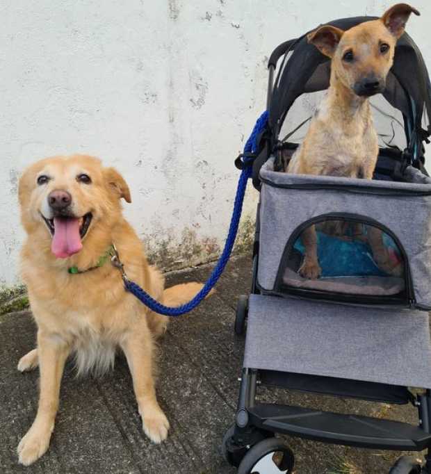 Oso (izquierda) se ofreció para darle un paseo a Mayita.