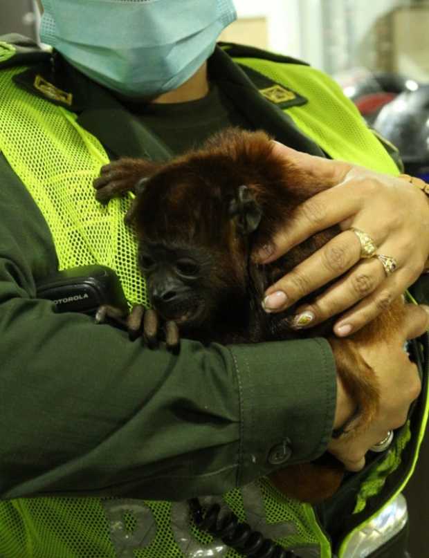 Hallaron a mono aullador en el barrio La Carola