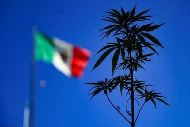 México da un nuevo paso para convertir en ley el consumo lúdico de marihuana