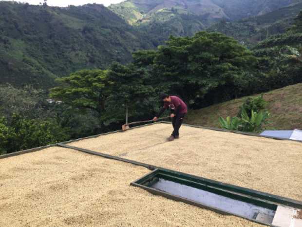 Valor de cosecha cafetera alcanza los $9,3 billones 