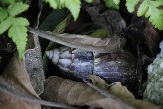 Unidos contra el caracol africano en el Kilómetro 41