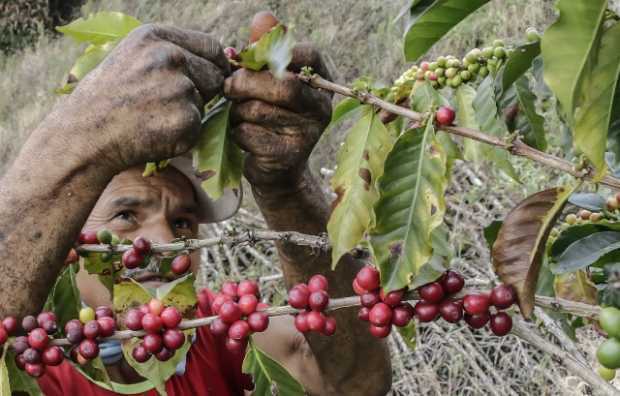 La producción de café en el país creció un 9% en abril