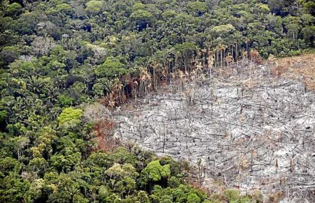 El cambio climático amenaza a Colombia. Frenar la deforestación es un objetivo del Gobierno nacional. 