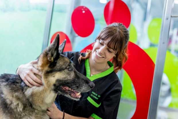 ¿Sabía que los perros y gatos también pueden tener diabetes?